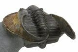 Enrolled Scotoharpes Trilobite - Orange Headshield #328638-4